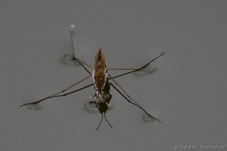 ENE-20130501-0101.jpg - [nl] Schaatsenrijder ( Gerris lacustris )[en] Common Pond Skater ( Gerris lacustris )